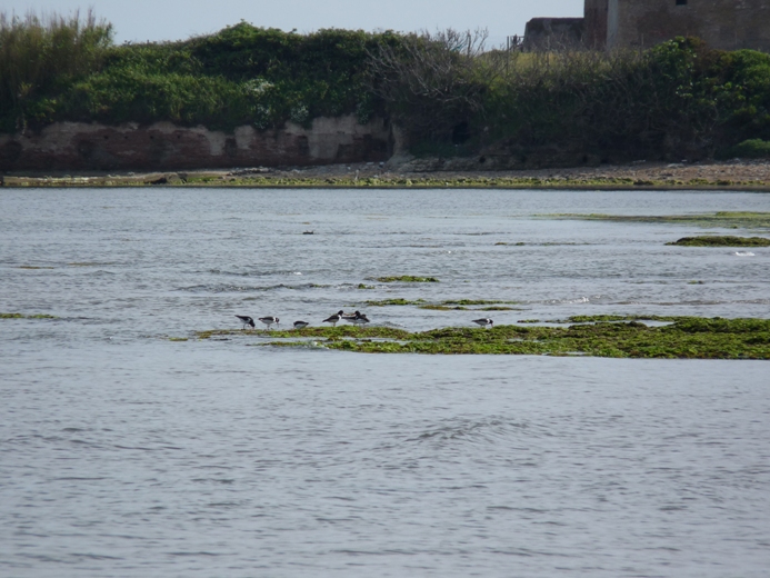 Beccacce di mare a Torre Astura